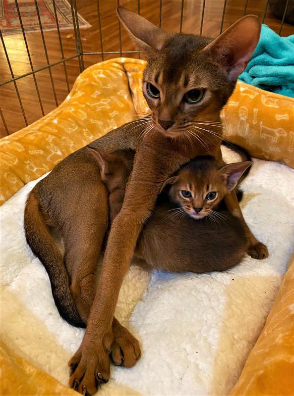 Absolute Abyssinians Baton Rouge Louisiana